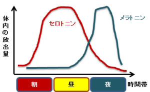 セロトニンとメラトニンの時間帯別の分泌量グラフ