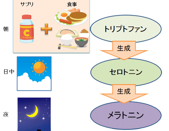 トリプトファンからセロトニンが生成され最後にメラトニンが生成され分泌される流れの説明