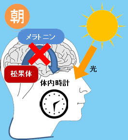 朝、日光を浴びてメラトニンの分泌が止まるイラスト
