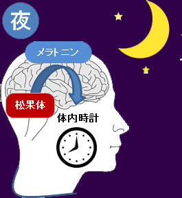 夕方から夜に脳の松果体でメラトニンが分泌されて体内時計が調節されるイラスト